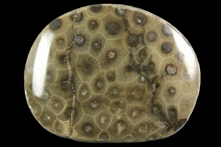 Polished Petoskey Stone (Fossil Coral) - Michigan #156149